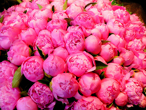 fuchsia-peonies.jpg