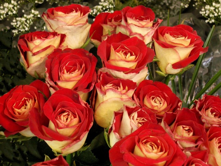 roses-flowers-buds-flower-bright.jpg
