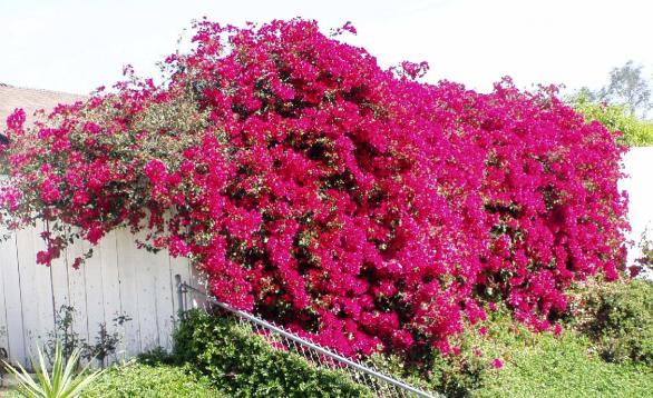 2_ bougainvillea.jpg