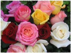 roses_3568.jpg