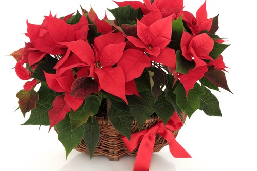 poinsettia1-23436-500x334.jpg