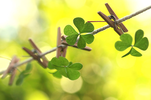 clover,nature,st,patricks,day,beautifull,good,luck,nice-eb8446e721377826d941d5925f6ff8fc_h.jpg