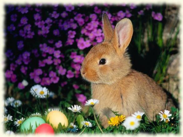 easter_rabbit.jpg