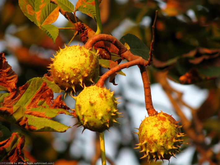 img_3257_three_chestnuts.jpg