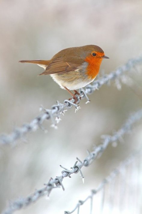 herrliches-Winterbild-Vogel-auf-dem-Stacheldraht.jpg