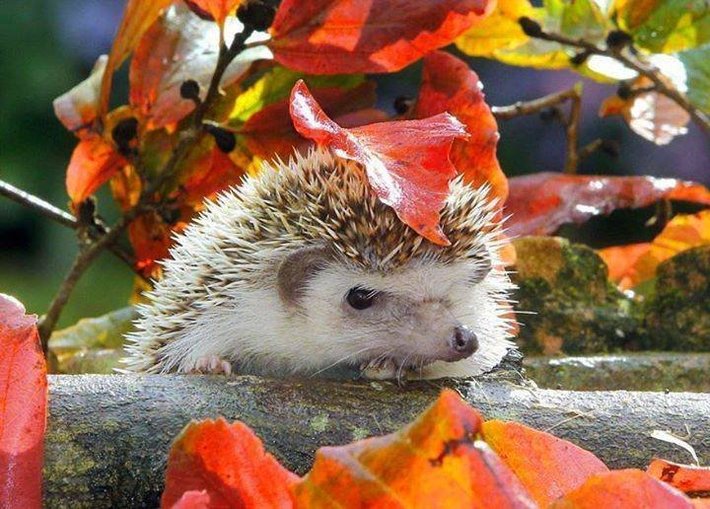 120672346_3083864738392027_8045859867635854146_n.jpg (89.8 KиБ) Видяна 7442 пъти 120672346_3083864738392027_8045859867635854146_n.jpg