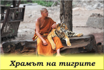 Тигровия храм в Тайланд title=