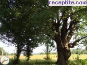 снимка 75 към албум Пътувания