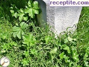 снимка 1 към рецепта Слез (Malva Silvestris) с ориз