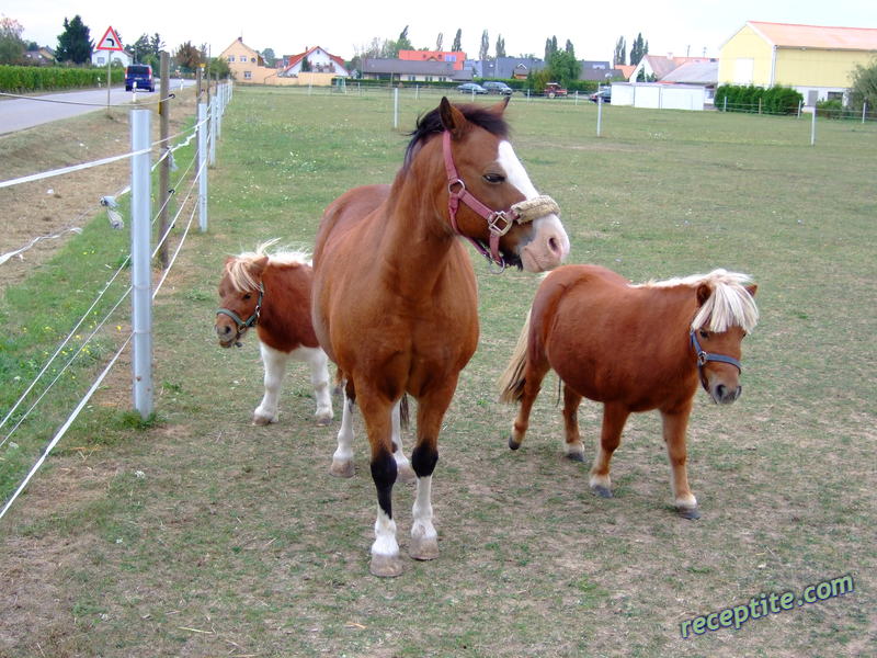 Снимки към Пътувания