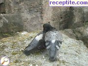 снимка 1237 към албум Пътувания