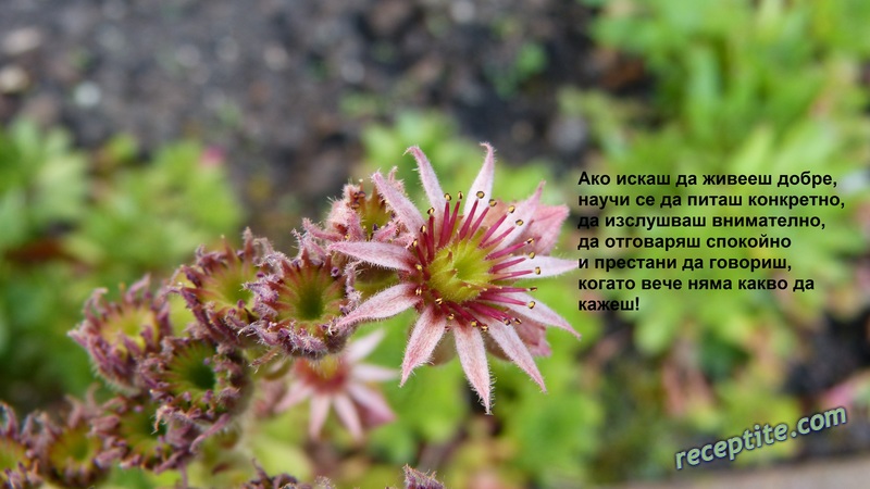 Снимки към Разни