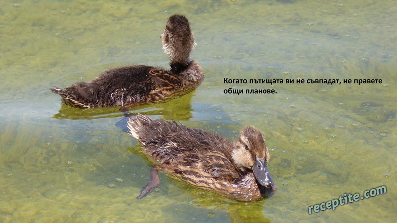 Снимки към Разни