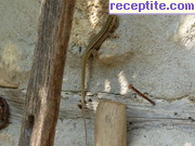 снимка 5137 към албум Пътувания