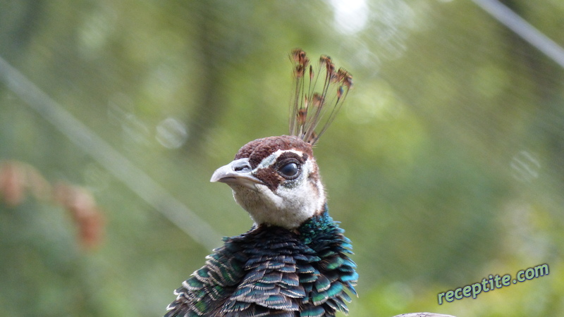 Снимки към Пътувания