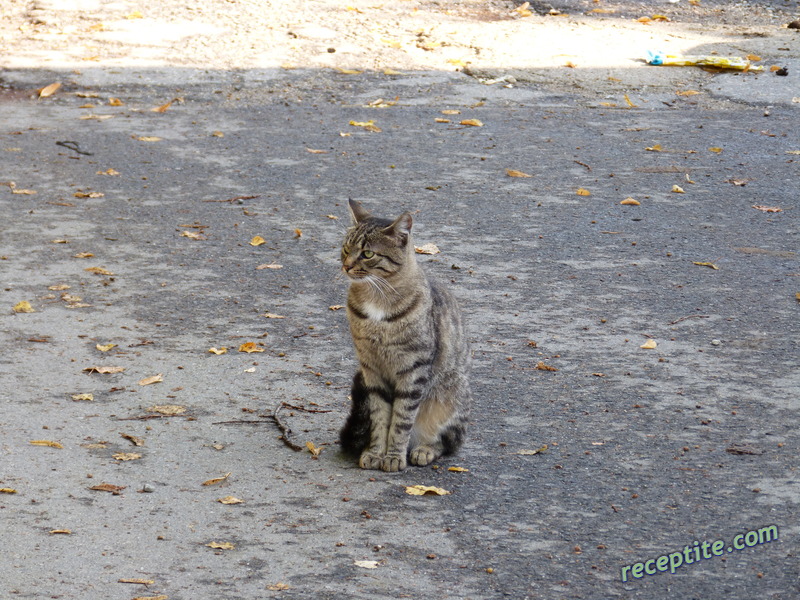 Снимки към Пътувания