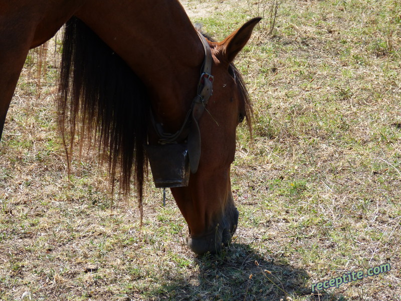Снимки към Пътувания