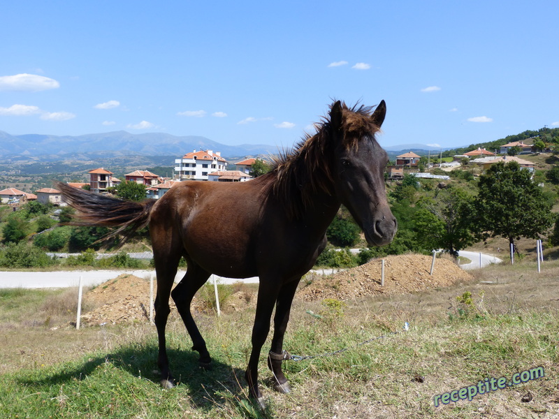 Снимки към Пътувания