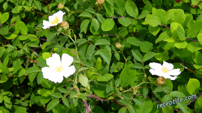 Снимки към Пътувания