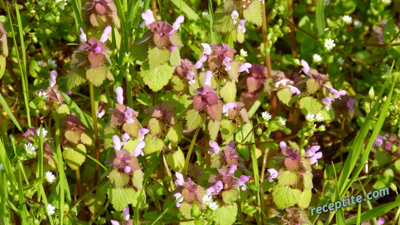 Снимки към Пътувания