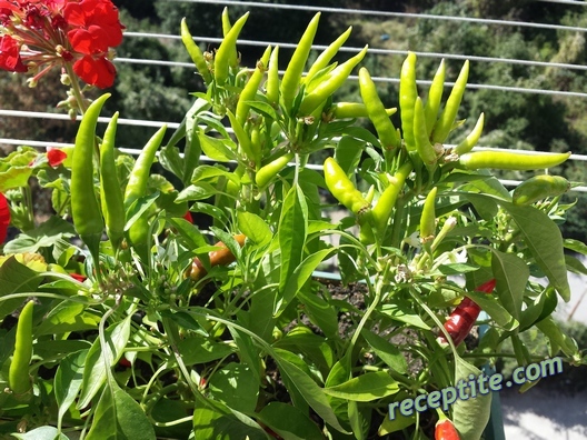 Снимки към Кисели краставички с фикс