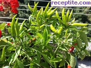 снимка 4 към рецепта Кисели краставички с фикс