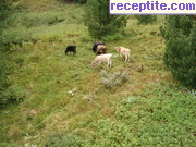 снимка 12493 към албум Пътувания