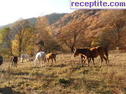 снимка 12845 към албум Пътувания