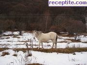снимка 12474 към албум Пътувания