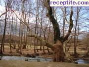 снимка 14451 към албум Пътувания