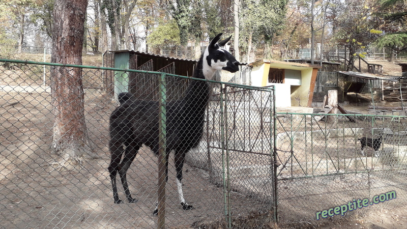 Снимки към Пътувания