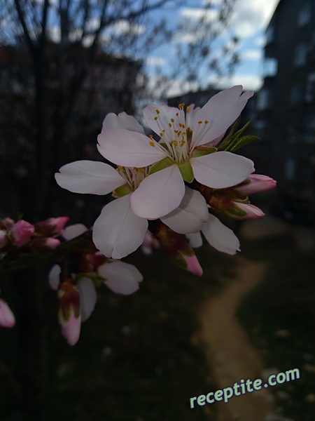 Снимки към Разни