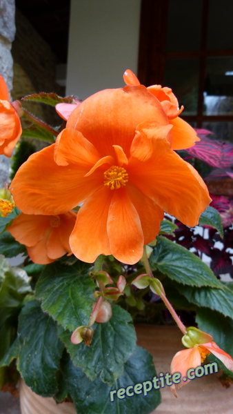 Снимки към Пътувания